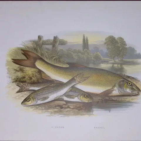 Gudgeon & Barbel Rev Houghton British Freshwater Fish 1879 Scarce Engraving-35