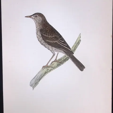 Tree Pipit Rev Morris Antique History of British Birds 130 Years-Old Engraving-174