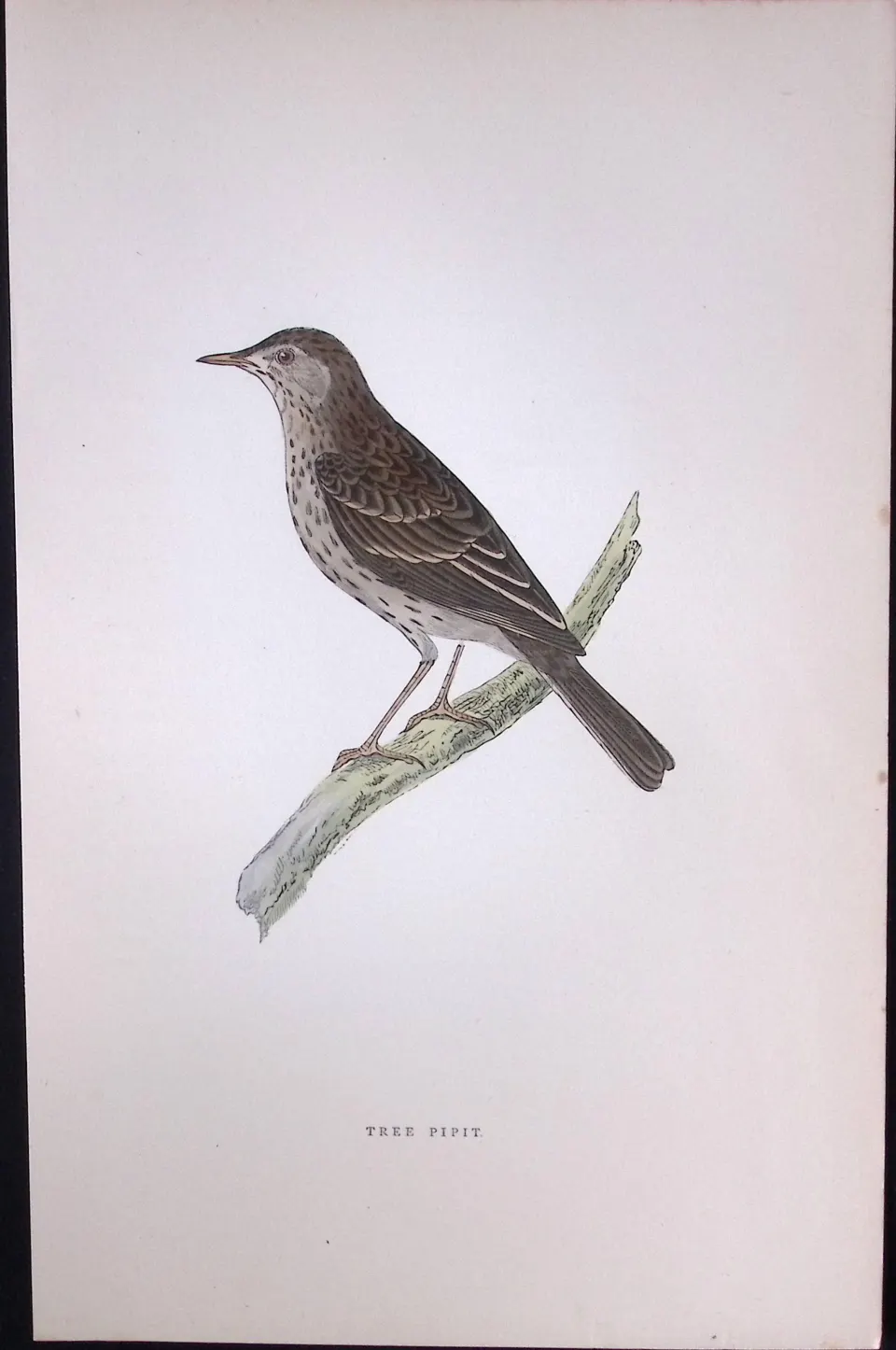 Tree Pipit Rev Morris Antique History of British Birds 130 Years-Old Engraving-174