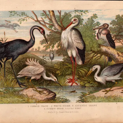 Crane Stork Heron Egret 5 Species Antique Oliver Goldsmith Engraving -29.