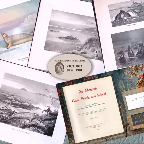 Job-Lot J.G. Millais Rare Limited-Edition Seal Family Species Antique Prints-15