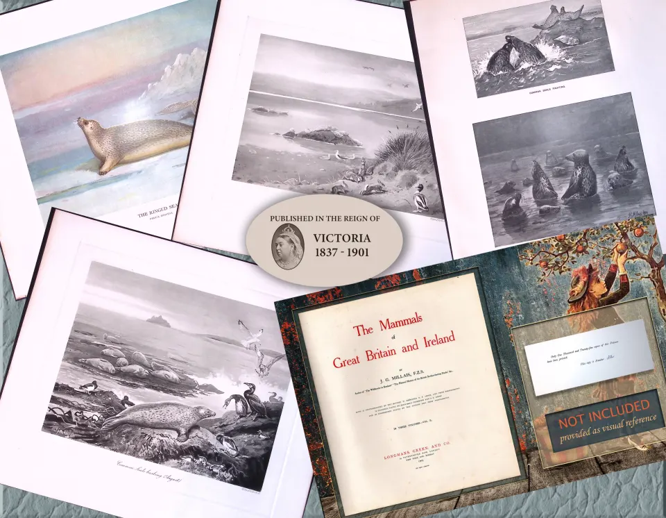 Job-Lot J.G. Millais Rare Limited-Edition Seal Family Species Antique Prints-15