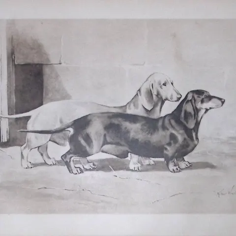 Pair Dachshunds Antique Book Plate Rawdon Lee Modern Dogs 1906-66