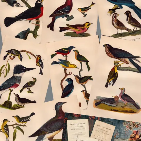 Job lot Alexander Wilson Rare American Birds Copper Plate Engravings-4.