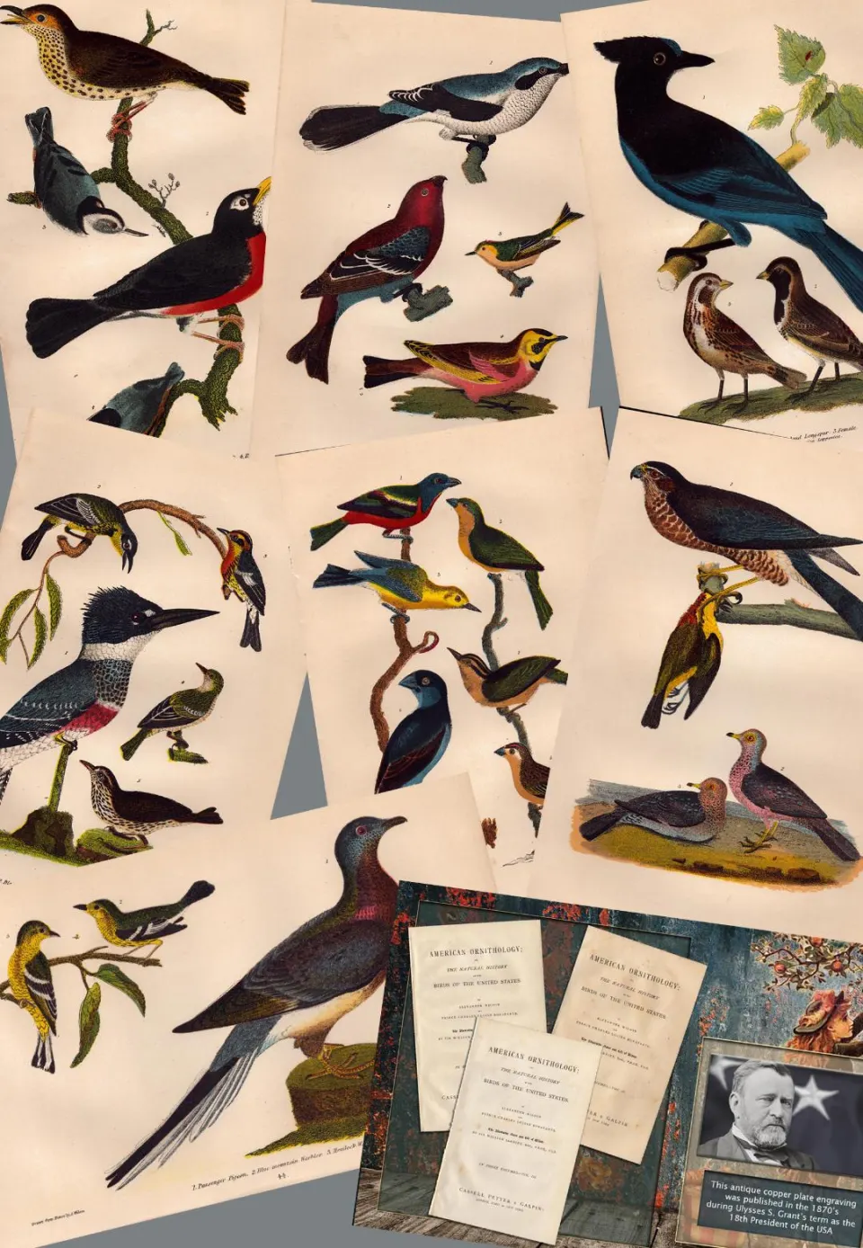 Job lot Alexander Wilson Rare American Birds Copper Plate Engravings-4.