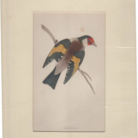 Print Circa 1870 Goldfinch