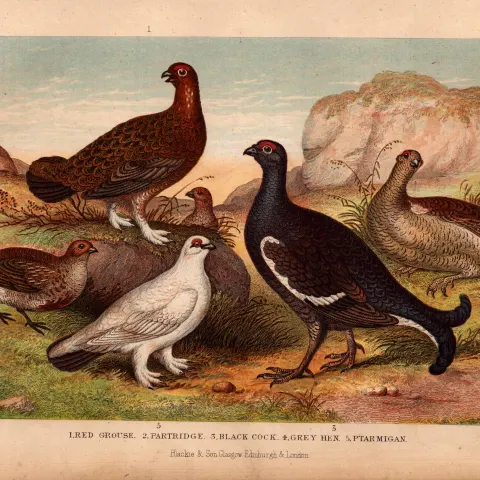 Partridge, Grouse, Grey Hen, 5 Species Antique Goldsmith Engraving -24.