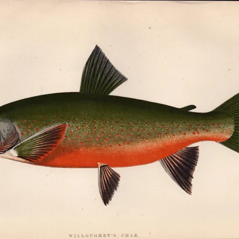 Willoughby’s Char 1869 Antique Johnathan Couch Coloured Fish Engraving.