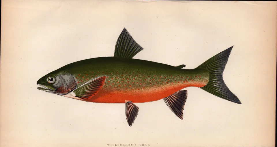 Willoughby’s Char 1869 Antique Johnathan Couch Coloured Fish Engraving.