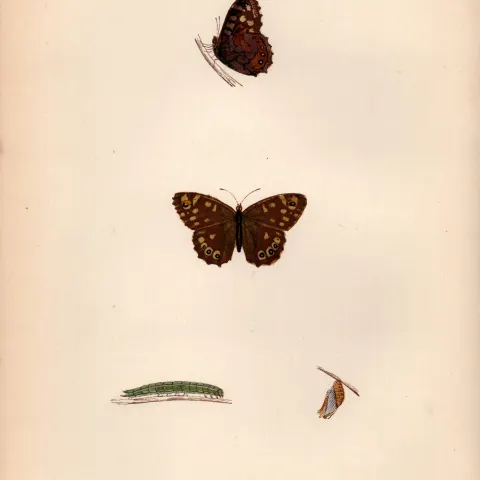 Wood Argus Hand Coloured Antique Butterfly Plate Rev Morris-45