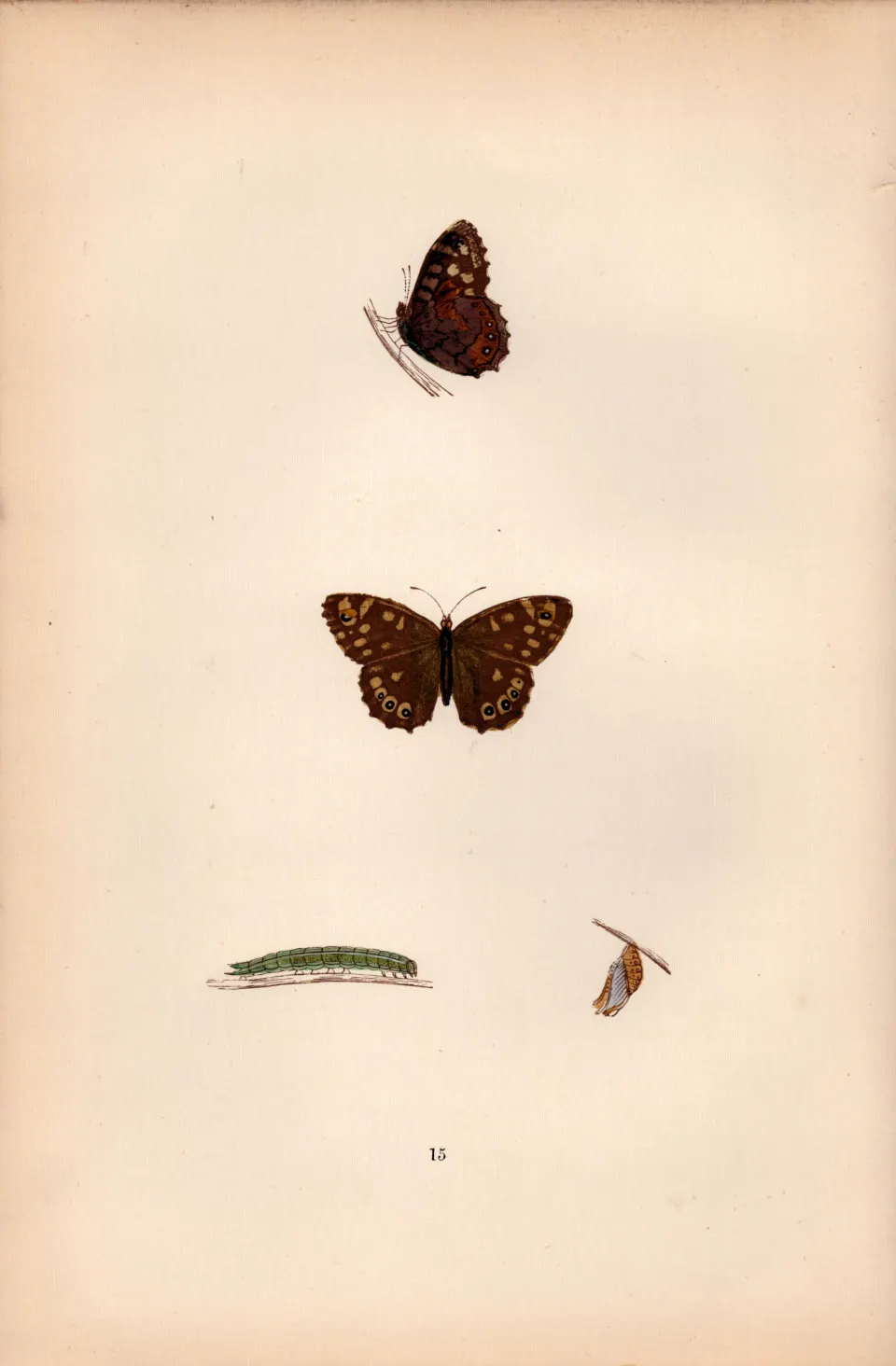 Wood Argus Hand Coloured Antique Butterfly Plate Rev Morris-45