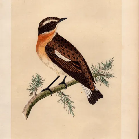 Whinchat Rev Morris Antique History of British Birds Engraving.