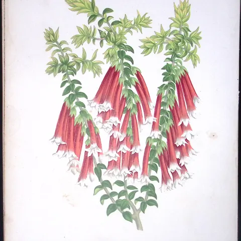Epacris Miniata Flower Antique Shirley Hibbard Greenhouse Coloured Print-27