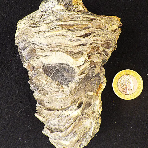 Fossil Rudist Radiolites From Greece 100 m.y.o.