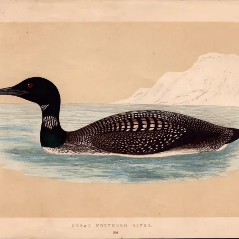 Great Northern Diver Rev Morris Antique History of British Birds Engraving.