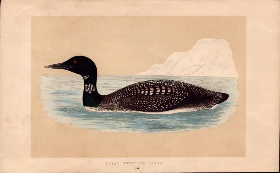 Great Northern Diver Rev Morris Antique History of British Birds Engraving.