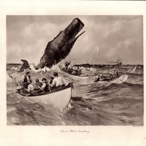 Sperm Whale Breaching Rare Limited-Edition J.G. Millais Antique Print-3.
