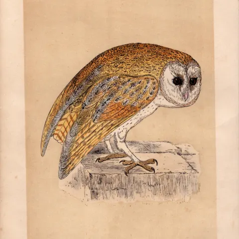 White Owl Rev Morris Antique History of British Birds 170 Years-Old  Engraving.