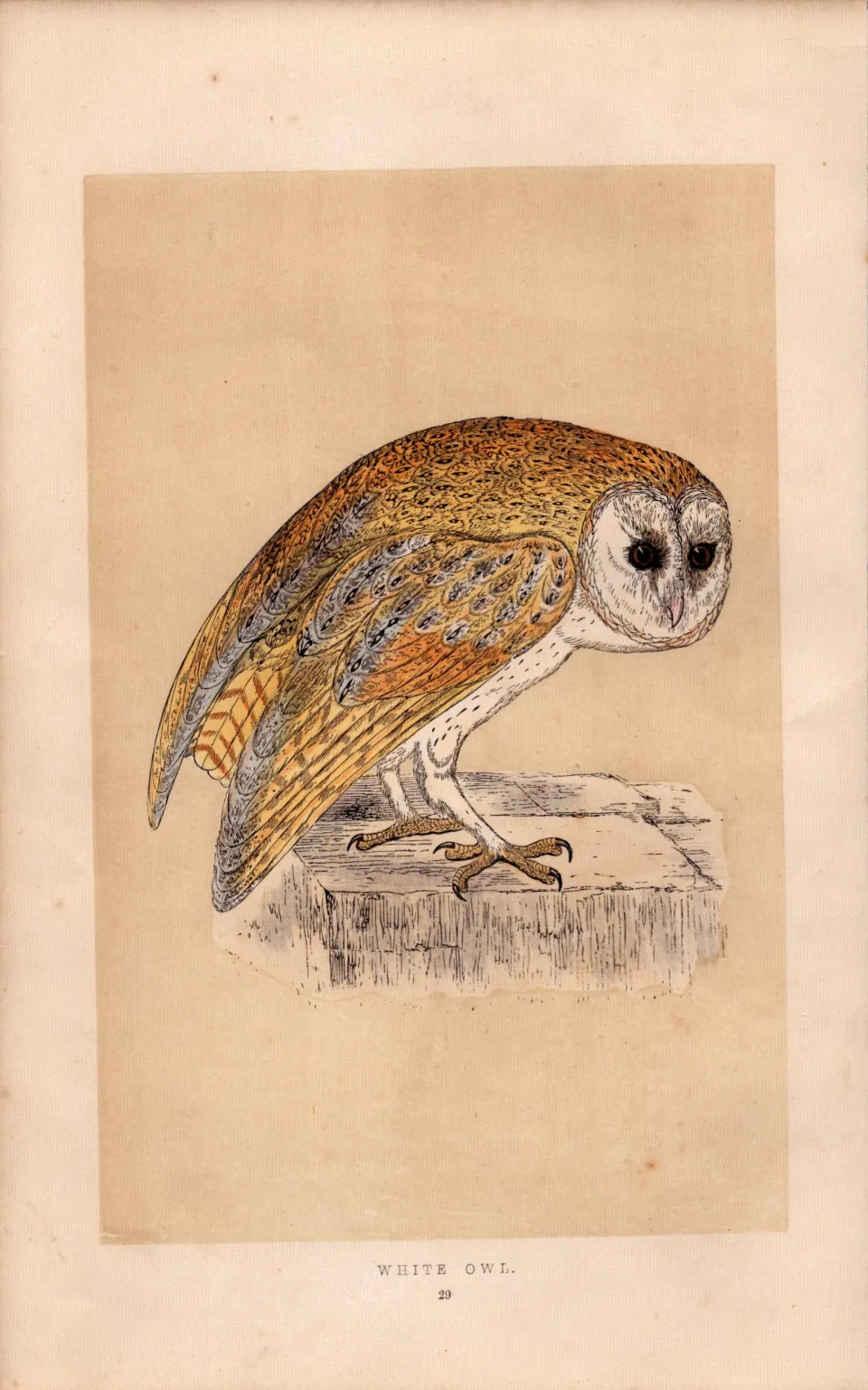White Owl Rev Morris Antique History of British Birds 170 Years-Old  Engraving.
