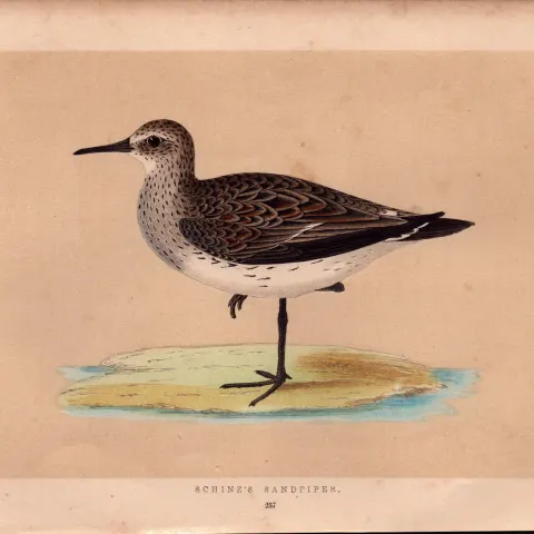 Schinz’s Sandpiper Rev Morris Antique History of British Birds Engraving.