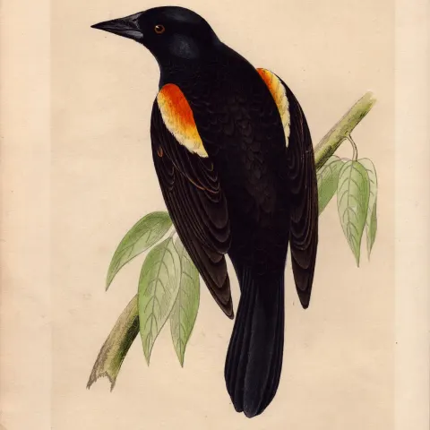 Red-Winged Starling Rev Morris Antique History of British Birds Engraving.