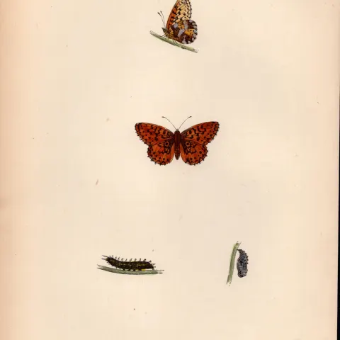Small Pearl Bordered Fritillary Antique Butterfly Plate Rev Morris-125.