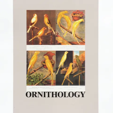 Sir Peter Blake RA Beatles Fame Original 1991 Set O Is For Ornithology Free Post Worldwide