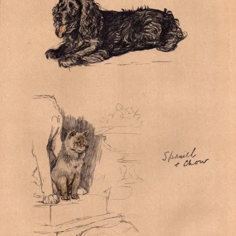 Cecil Aldin 1934 Vintage Dog Illustrations Spaniel And Chow-10.