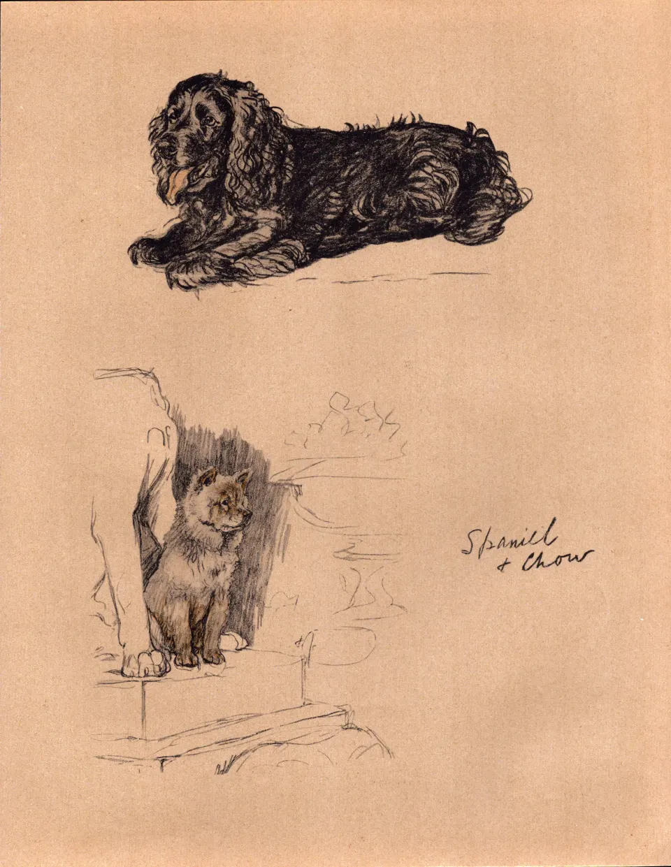 Cecil Aldin 1934 Vintage Dog Illustrations Spaniel And Chow-10.