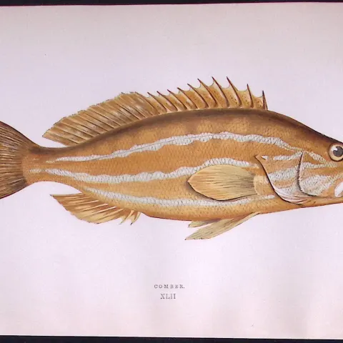 Comber Fish Scarce Antique 1877 Johnathan Couch Woodblock Engraving-47