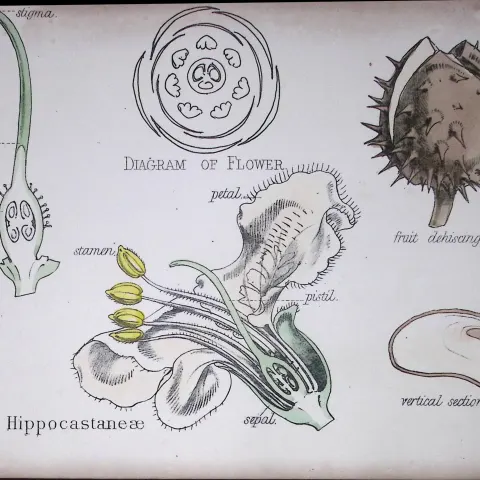 Soapberry Botanical Flower Diagram Rare Antique First Edition Illustration-25