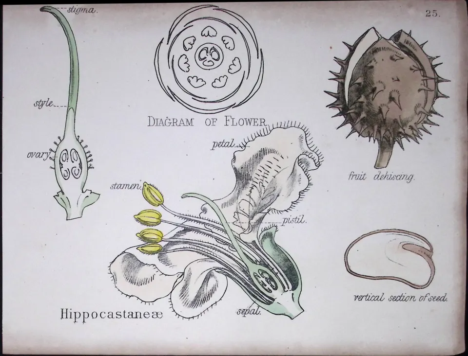 Soapberry Botanical Flower Diagram Rare Antique First Edition Illustration-25