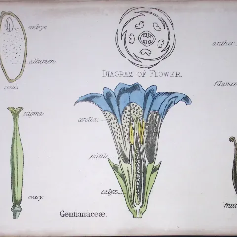Gentianaceae Botanical Flower Diagram Rare Antique First Edition Illustration-56