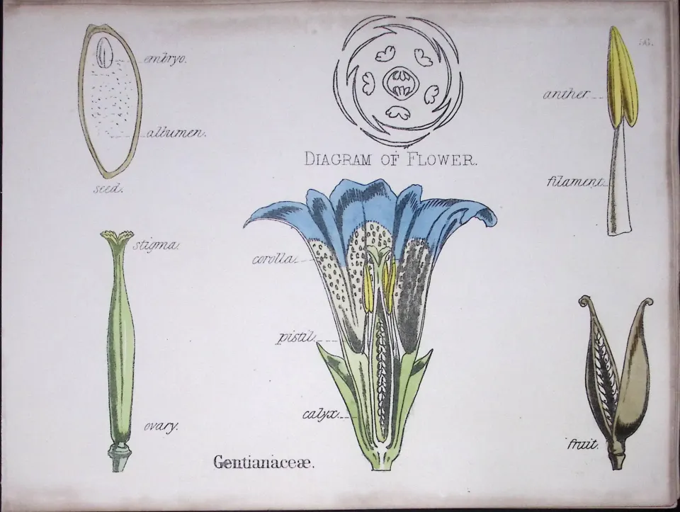 Gentianaceae Botanical Flower Diagram Rare Antique First Edition Illustration-56