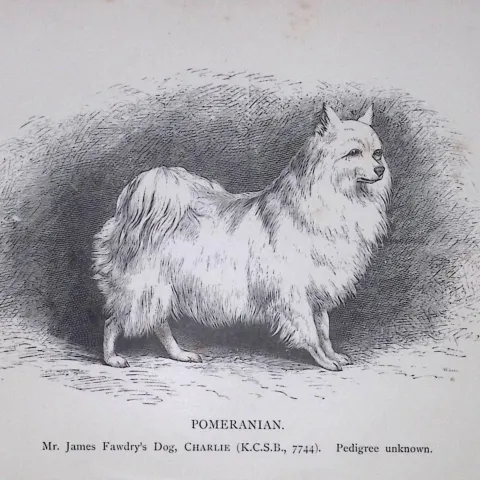 Pomeranian British Dogs by Hugh Dalziel 1889 Antique Book Plate-67
