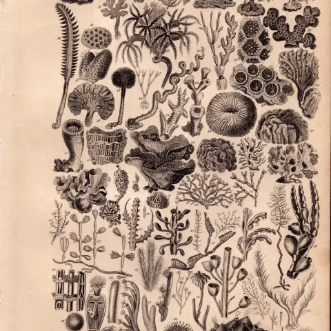Coral Polyp Study Flowers 75 Illustrations Antique 154 Yrs-Old Steel Engraving -10.