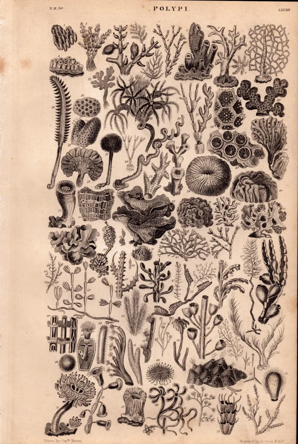Coral Polyp Study Flowers 75 Illustrations Antique 154 Yrs-Old Steel Engraving -10.