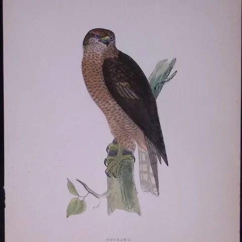 Goshawk Rev Morris Antique History of British Birds 130 Years-Old Engraving-27
