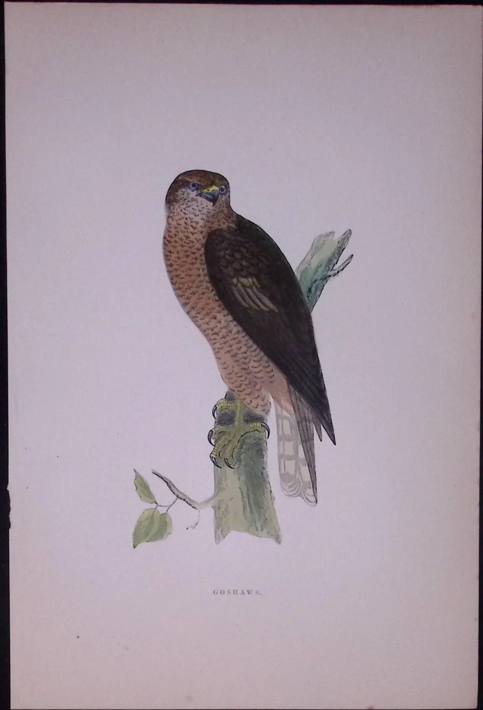 Goshawk Rev Morris Antique History of British Birds 130 Years-Old Engraving-27
