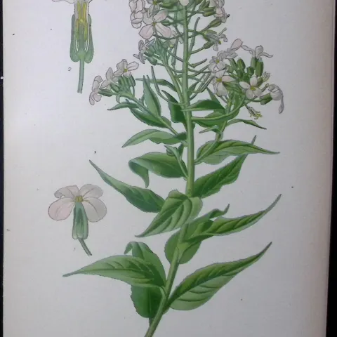 Rocket Flower Edward Step Rare Antique Botanical Book Plate-28