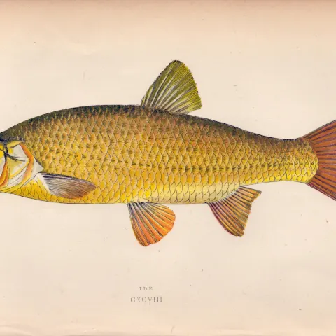 Ide 1869 Antique Johnathan Couch Coloured Fish Engraving.