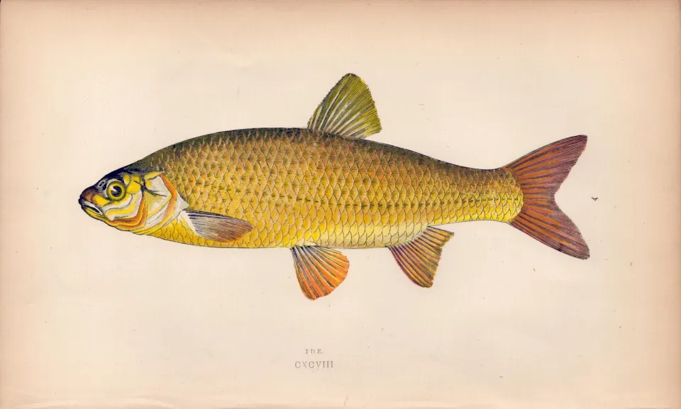 Ide 1869 Antique Johnathan Couch Coloured Fish Engraving.