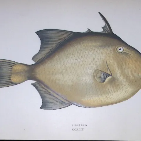 Filefish Fish Scarce Antique 1877 J. Couch Woodblock Engraving-153