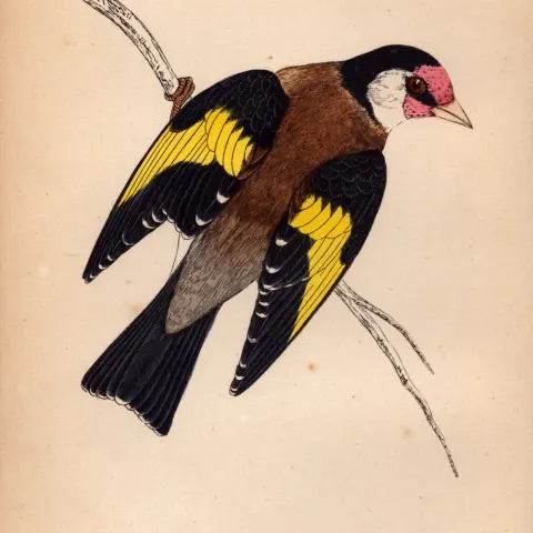 Goldfinch Rev Morris 1888  Antique History of British Birds Engraving-37.