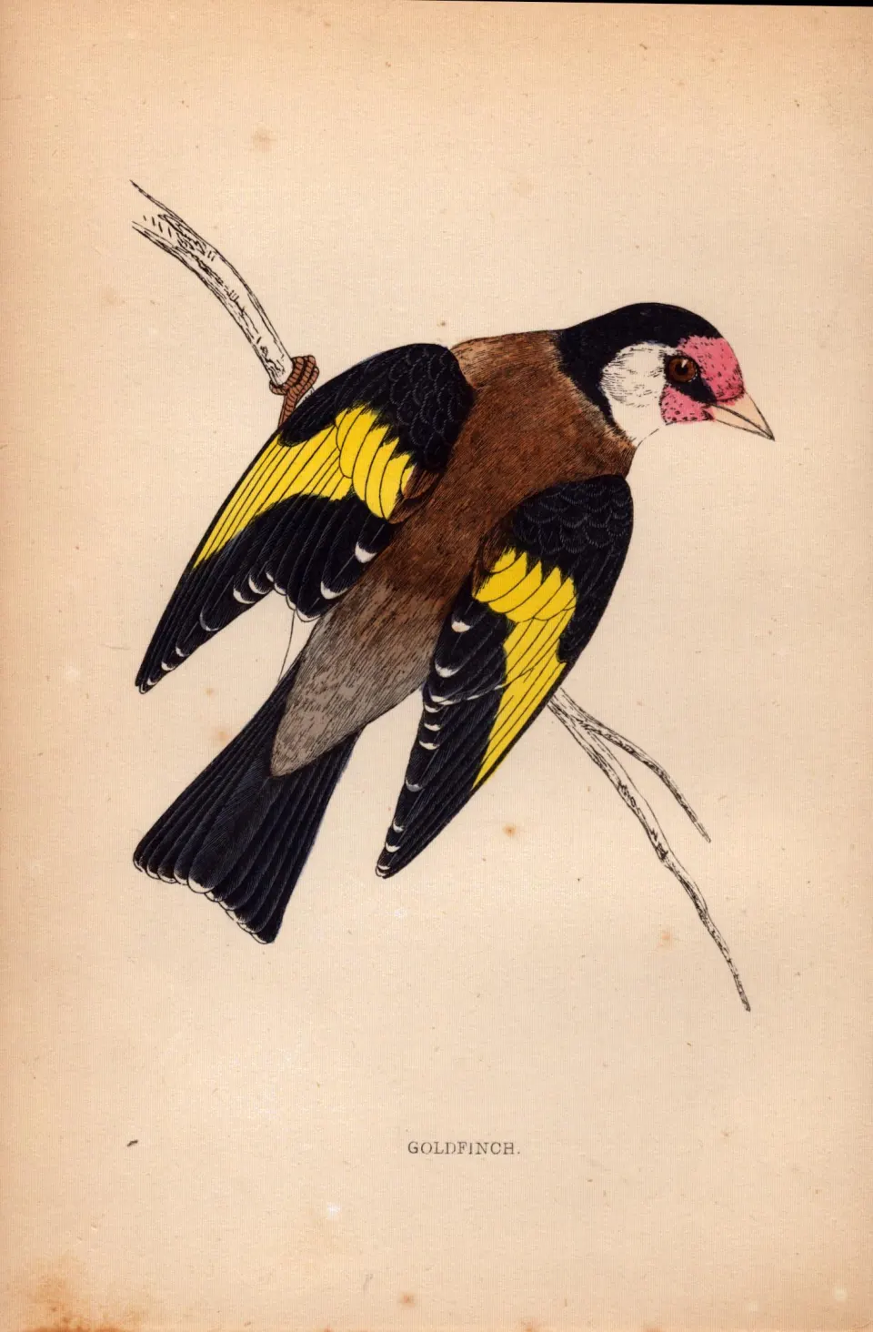 Goldfinch Rev Morris 1888  Antique History of British Birds Engraving-37.