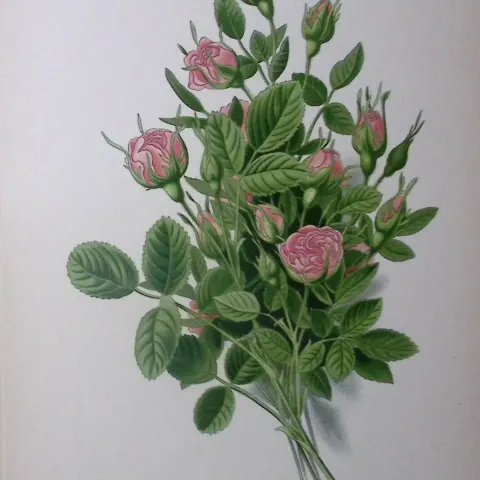 Pompon Rose Edward Step Rare Antique Botanical Book Plate-78