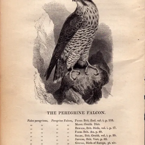 Peregrine Falcon 1843 Victorian Print British Birds by William Yarrell.
