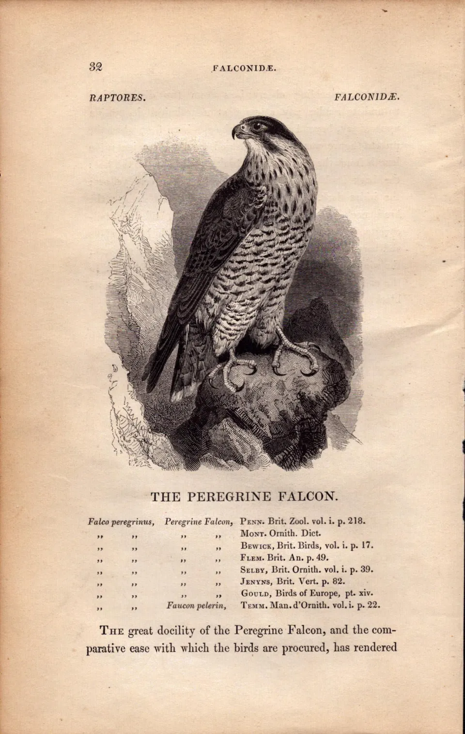 Peregrine Falcon 1843 Victorian Print British Birds by William Yarrell.
