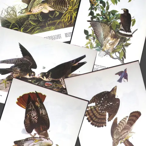 Job-Lot John James Audubon Birds of America 72-Year-Old Coloured Book Plates-22
