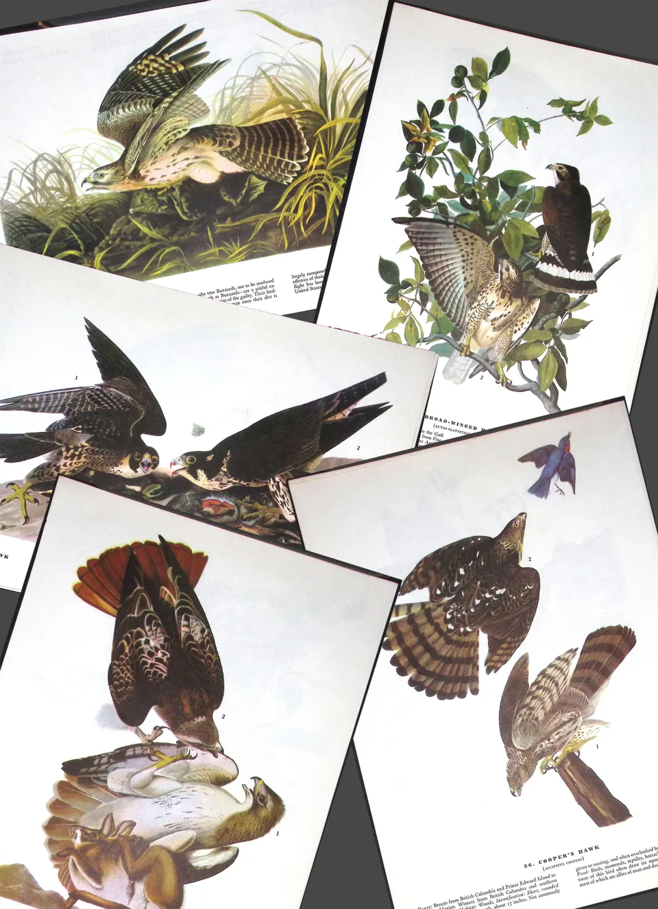 Job-Lot John James Audubon Birds of America 72-Year-Old Coloured Book Plates-22
